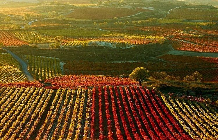 Viñedos de la Rioja Alavesa